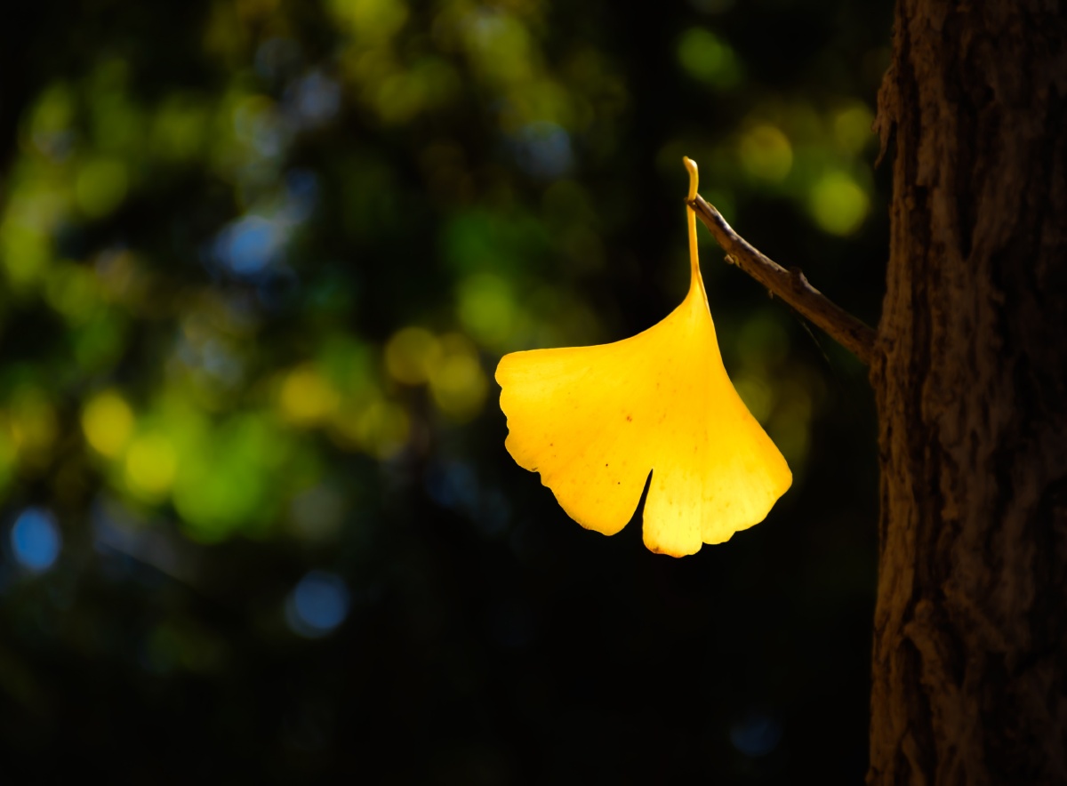 秋天金黄的银杏叶