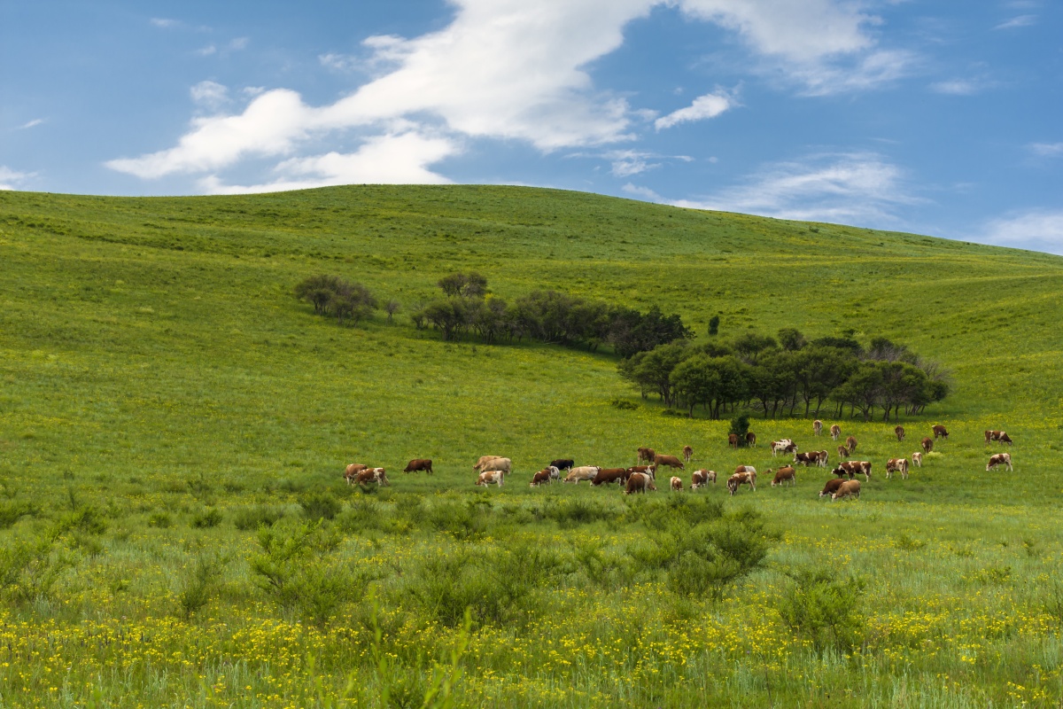 赛罕乌拉保护区