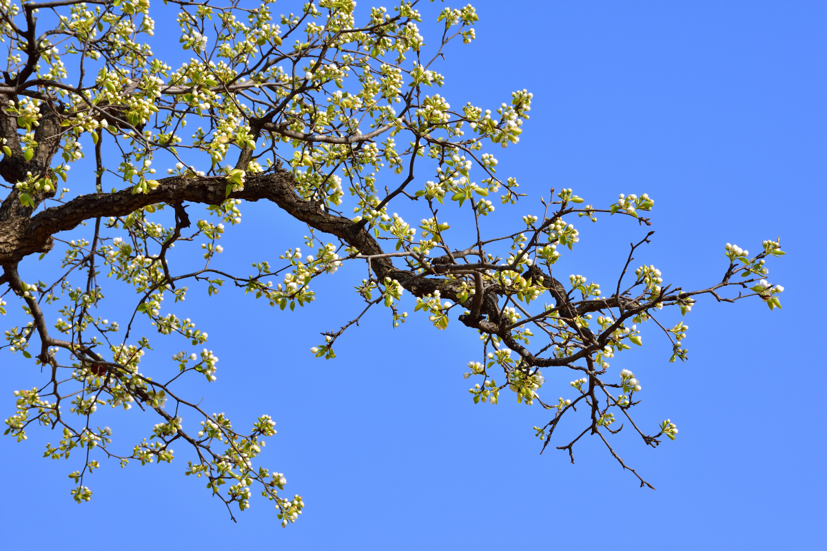 晴朗天空下梨树与梨花