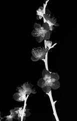 黑美