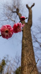 粉红灯笼高高挂