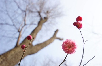 粉美美与怪叔树