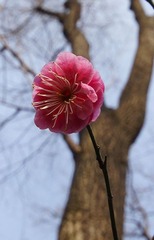 粉美美与怪叔叔