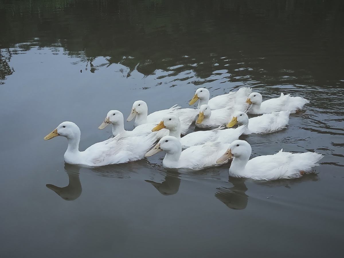 鸭群游水