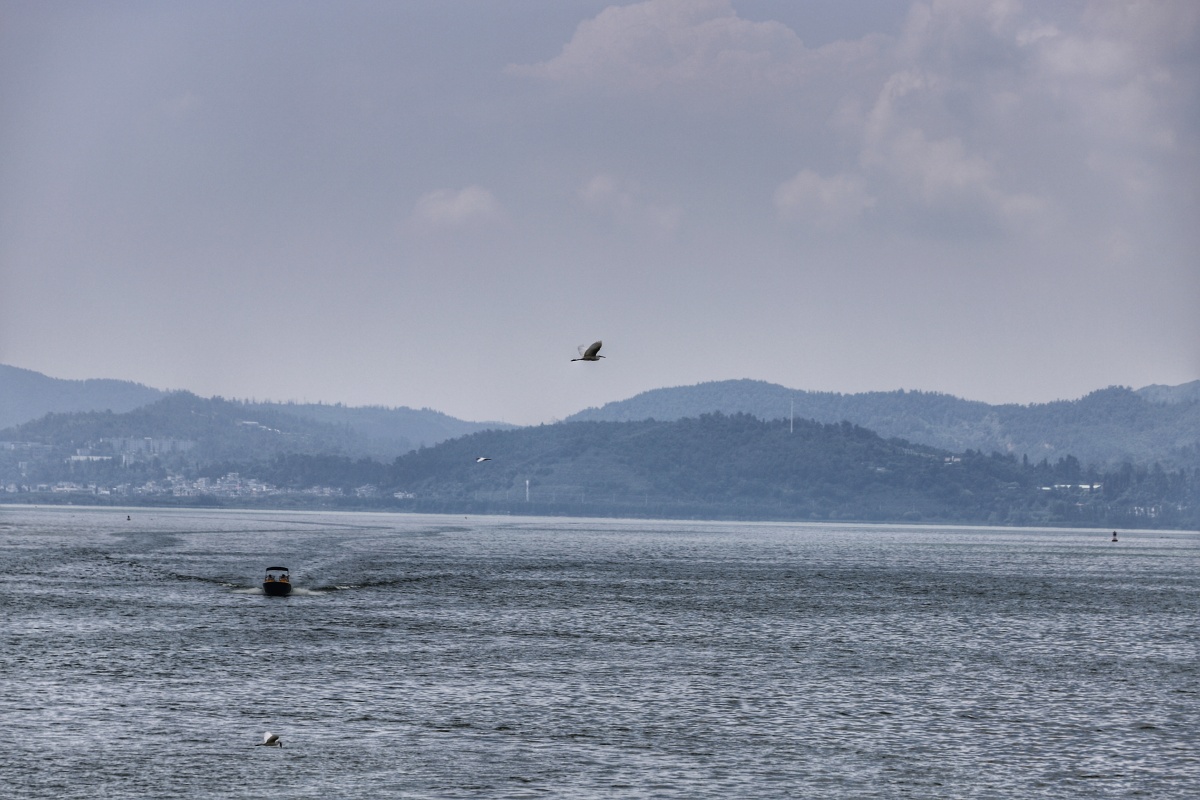 滇池的水,只能远观,近看太绿