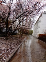 梨花带雨