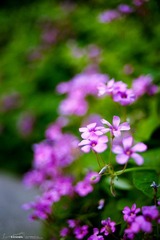 花花世界