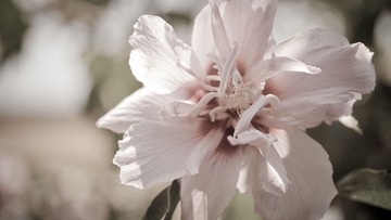 咲いてる花