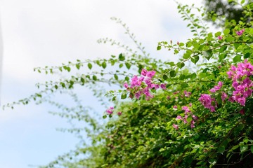 DSC_1520.jpg