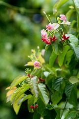 DSC_1509.jpg