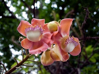 花影