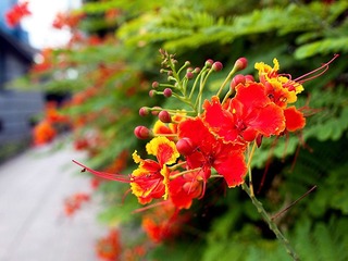 花影