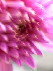 花影