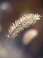 赏秋4