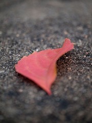 赏秋6