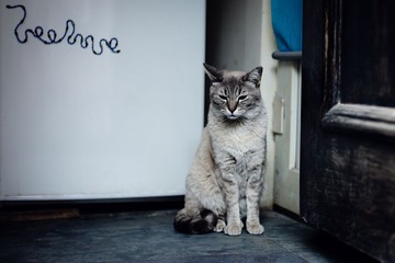 小店里的猫