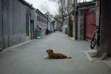 挡道的狗