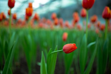 _DSC0746