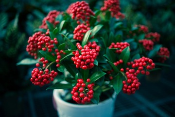 _DSC0949