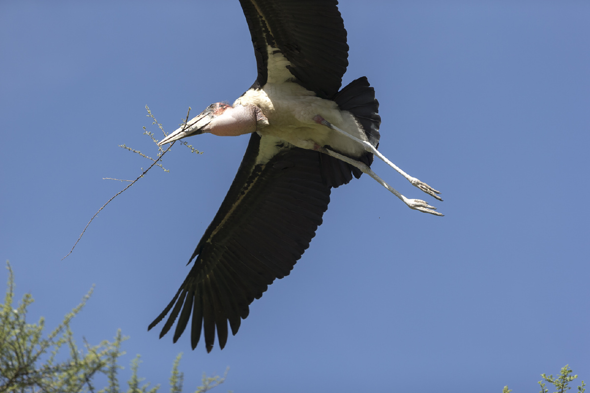 非洲秃鹤 - 程晖 - 图虫