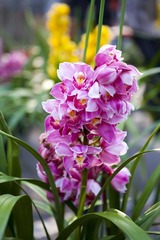 20110204003