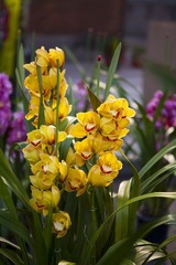 20110204004
