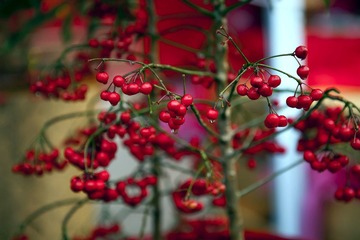 20110204005