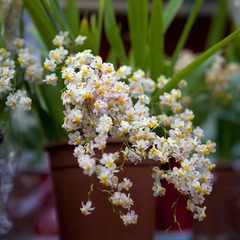 20110204007