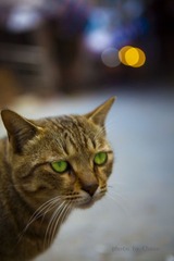 20110208001