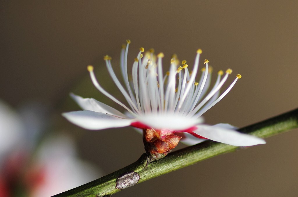 梅花