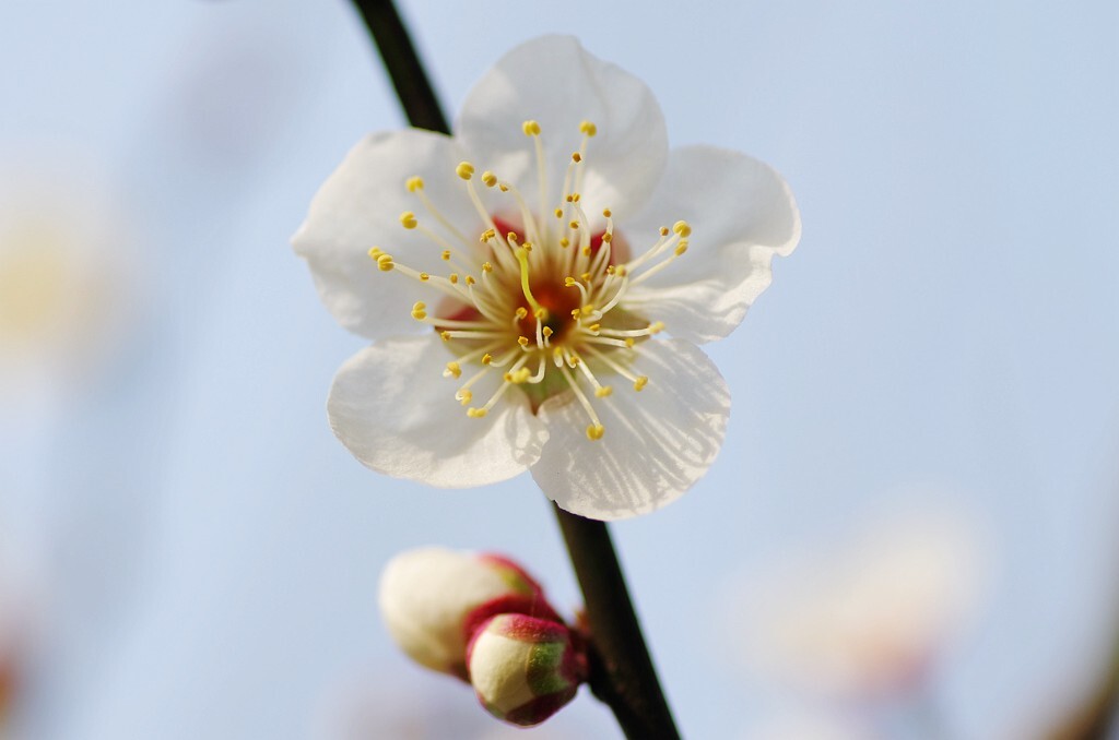 梅花