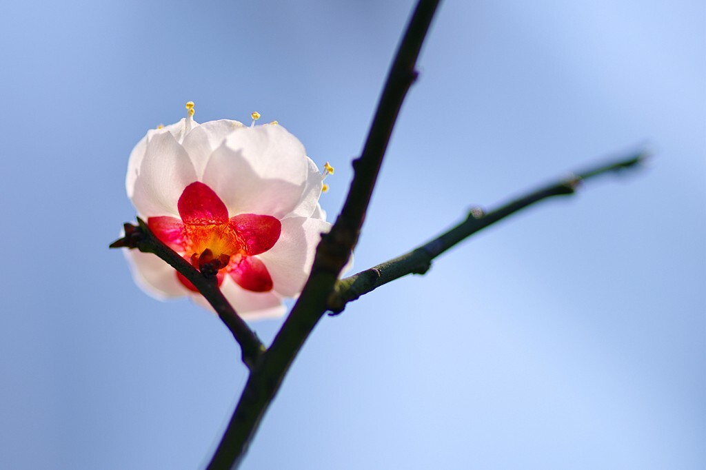 梅花    西溪湿地梅竹山庄
