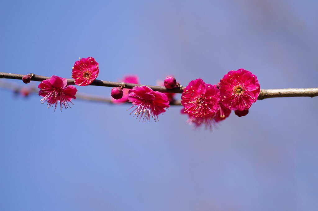 梅花    西溪湿地梅竹山庄