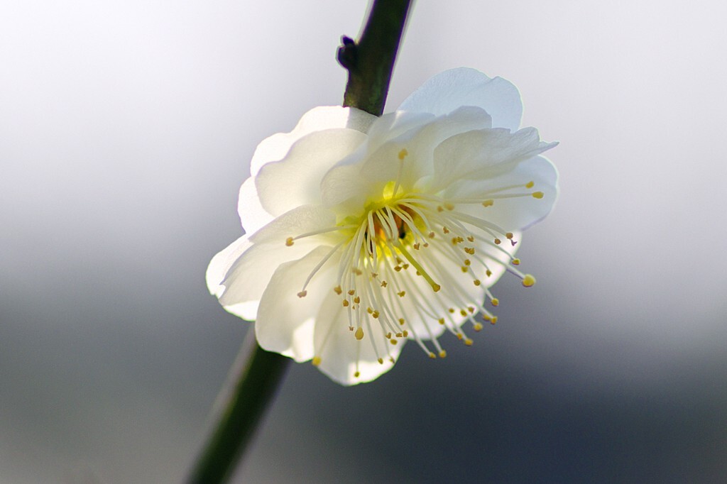 梅花    西溪湿地梅竹山庄