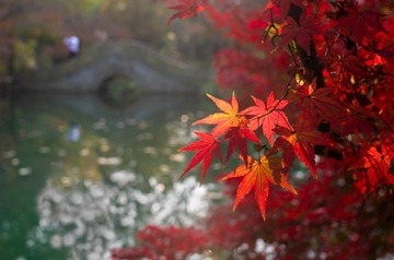 _IGP8718_b_