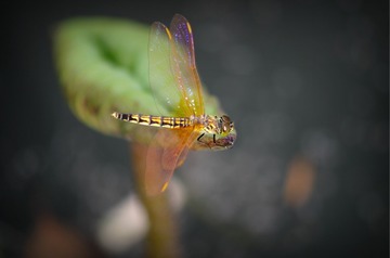 _IGP5918_