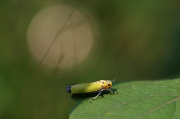 IMGP4089_