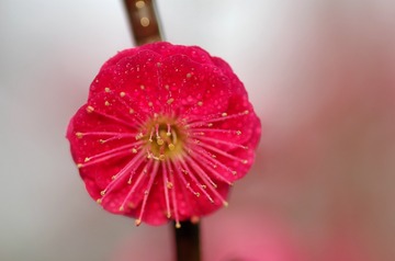 IMGP4978_