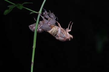 IMGP5767_