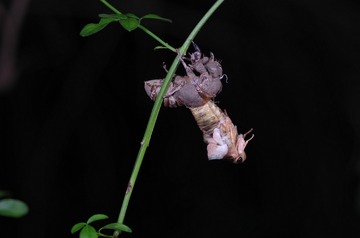 IMGP5793_
