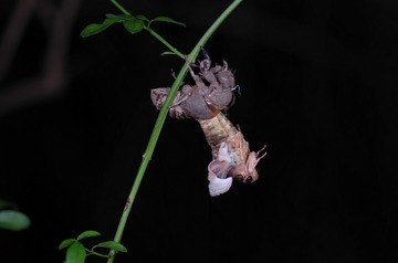 IMGP5801_