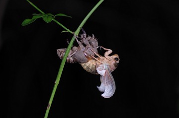 IMGP5810_