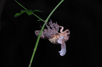 IMGP5815_