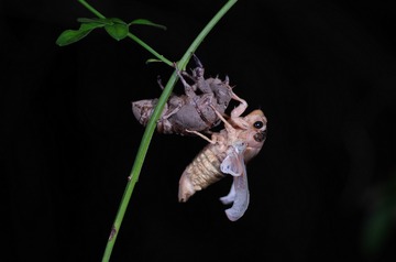 IMGP5817_
