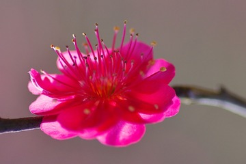 IMGP1420_