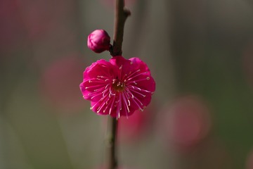 IMGP1627_