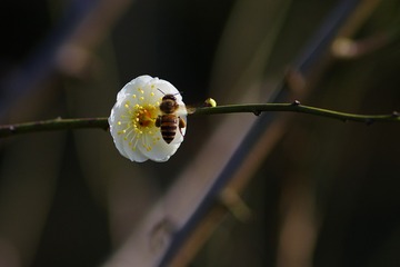 IMGP1687a_