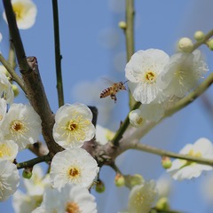 IMGP1498a_