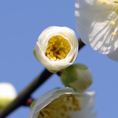 IMGP1559a_