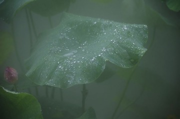 _IGP7985_